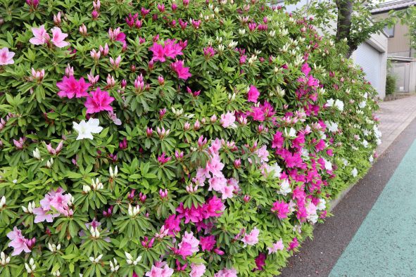 市街地のつつじの生垣