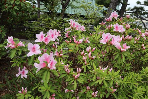 桃山公園のつつじ