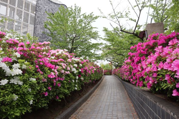 給水塔の丘へ続く道の両側のつつじ