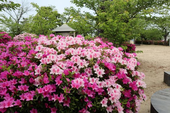 桃山公園のつつじ