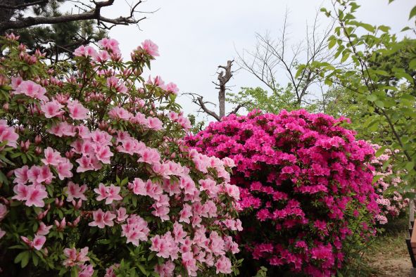 桃山公園のつつじ