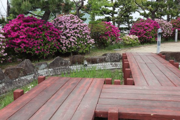 八ッ橋としょうぶ池の周りのつつじ