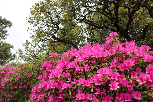 桃山公園の満開のつつじ