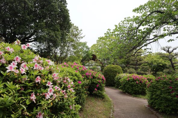 大倉公園のつつじ