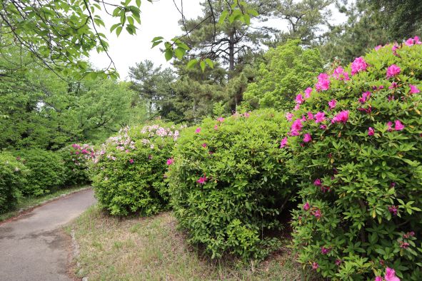 大倉公園のつつじ