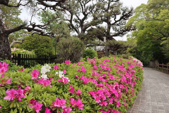 大倉公園のつつじ