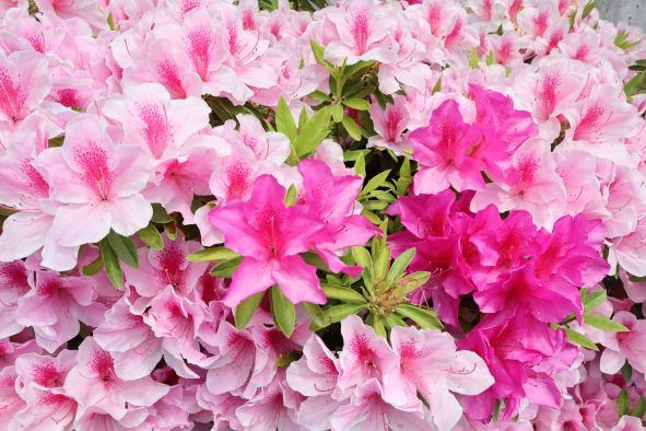 満開のつつじの花　