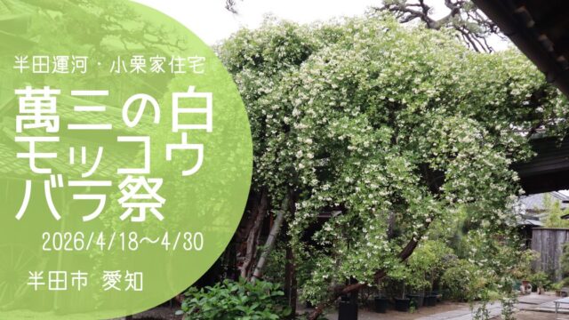 「萬三の白モッコウバラ祭」2026　アイキャッチ画像