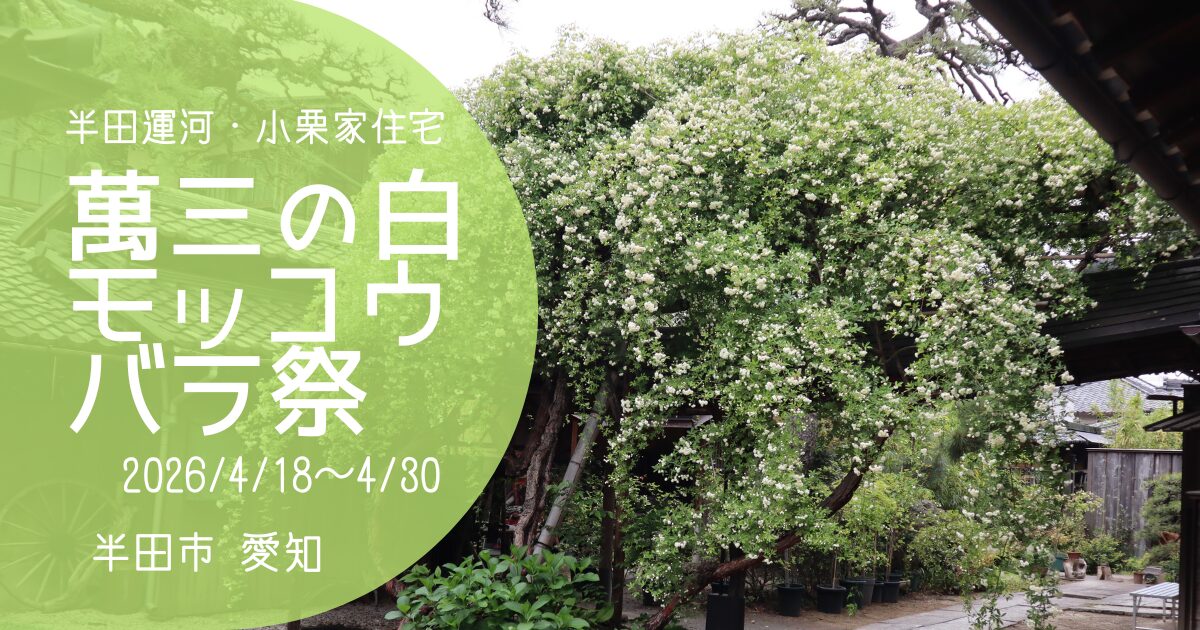 「萬三の白モッコウバラ祭」2026　アイキャッチ画像