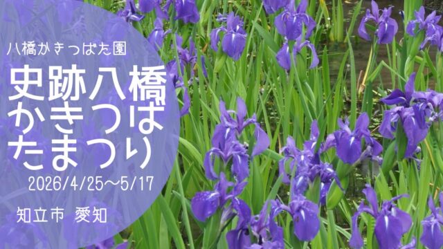 「八橋かきつばたまつり」2026　アイキャッチ画像