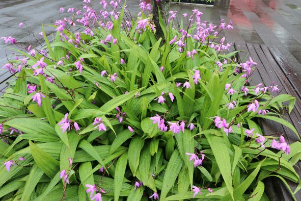 可憐なランの花